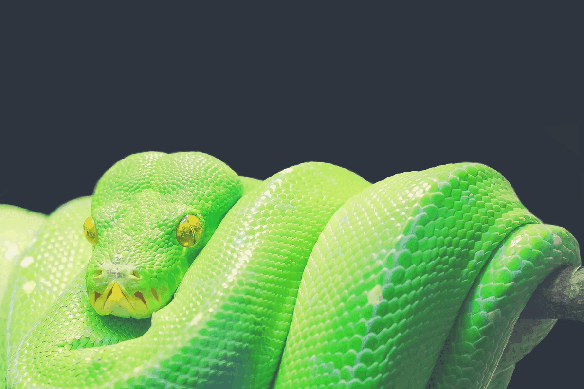 Do Snakes Sleep With Their Eyes Open?