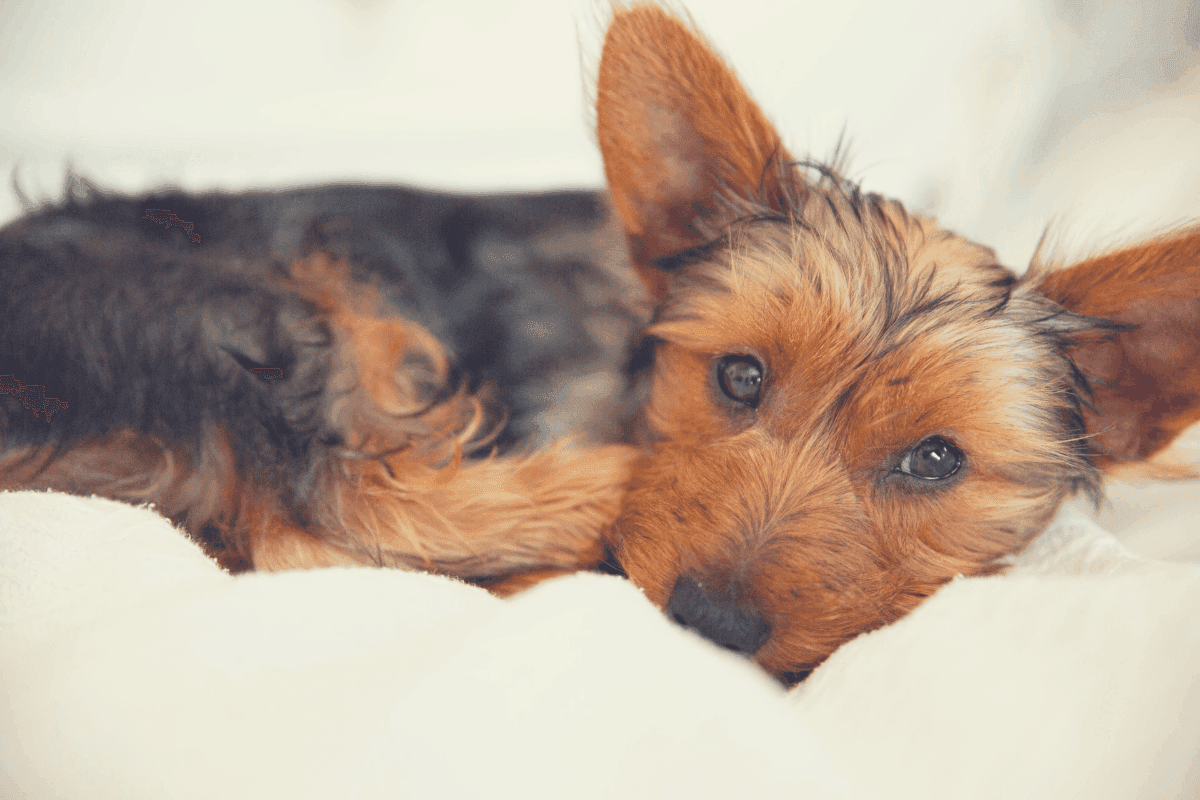 How Long Do Yorkies Sleep? [Extended Guide]