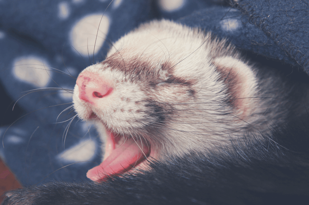How Much Do Ferrets Sleep? [Complete Guide]