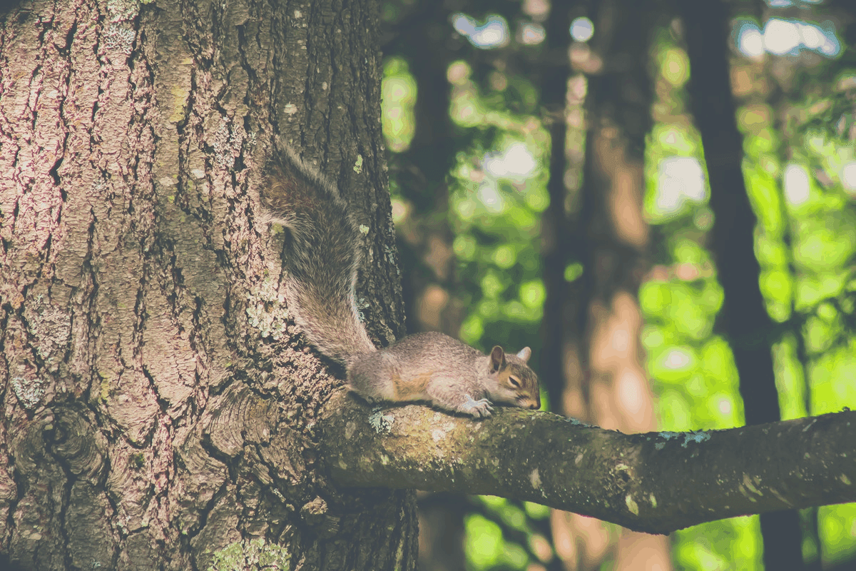 Where Do Squirrels Sleep At Night? [Extended Guide]