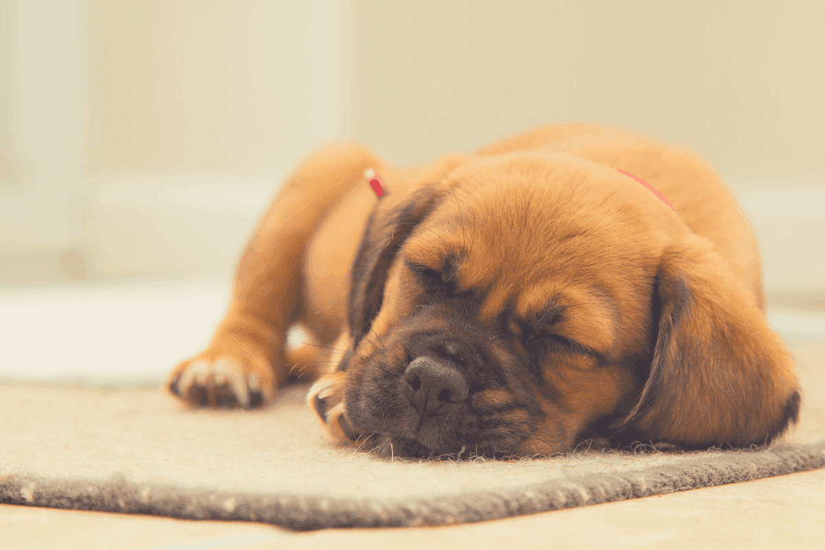 Why Does My Puppy Breathe Fast During Sleep?