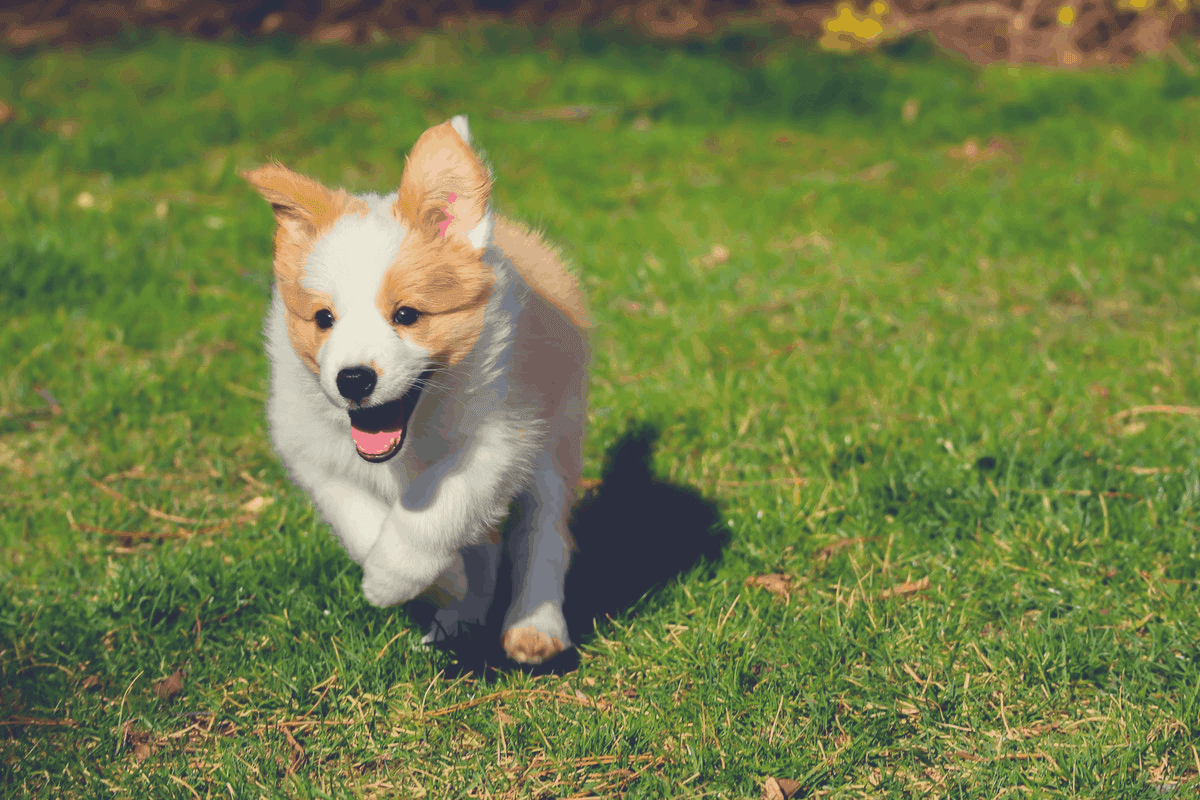 puppy breathing fast stress anxiety