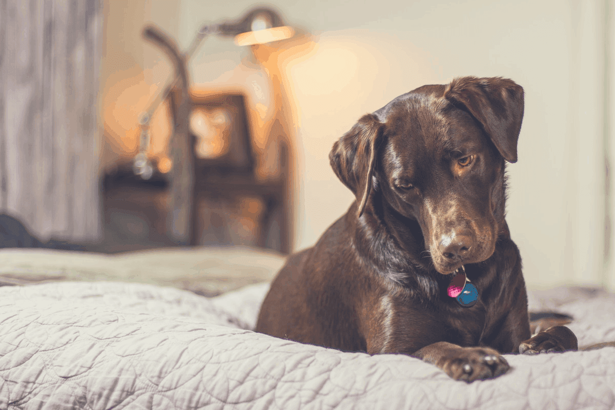 Why Do Dogs Sleep With Their Eyes Open?