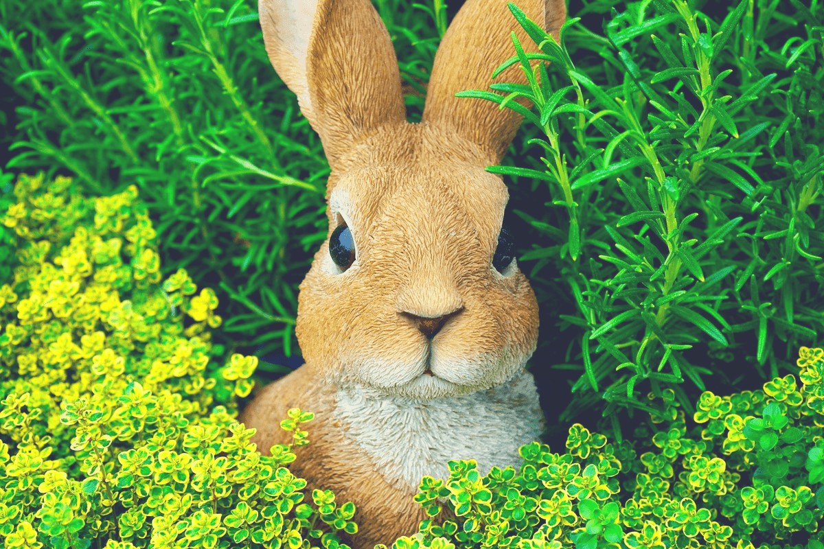 Do Rabbits Sleep With Their Eyes Open? The Complete Guide!