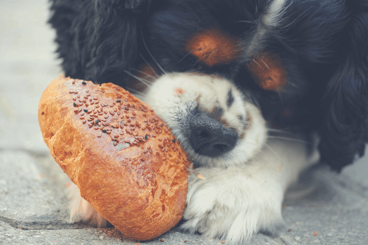 yorkie dog food