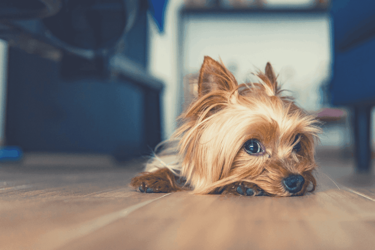 yorkie sleeping position