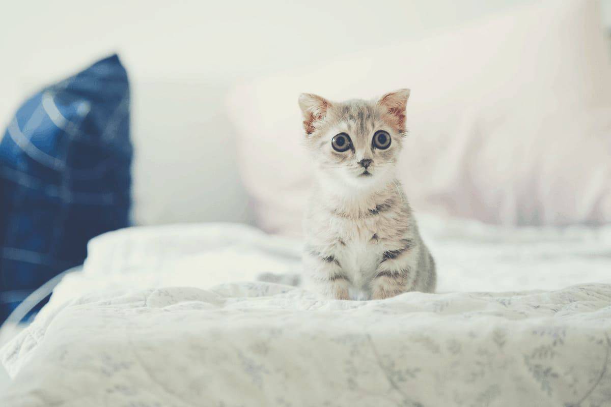 Why Do Cats Sleep At The Foot Of The Bed?