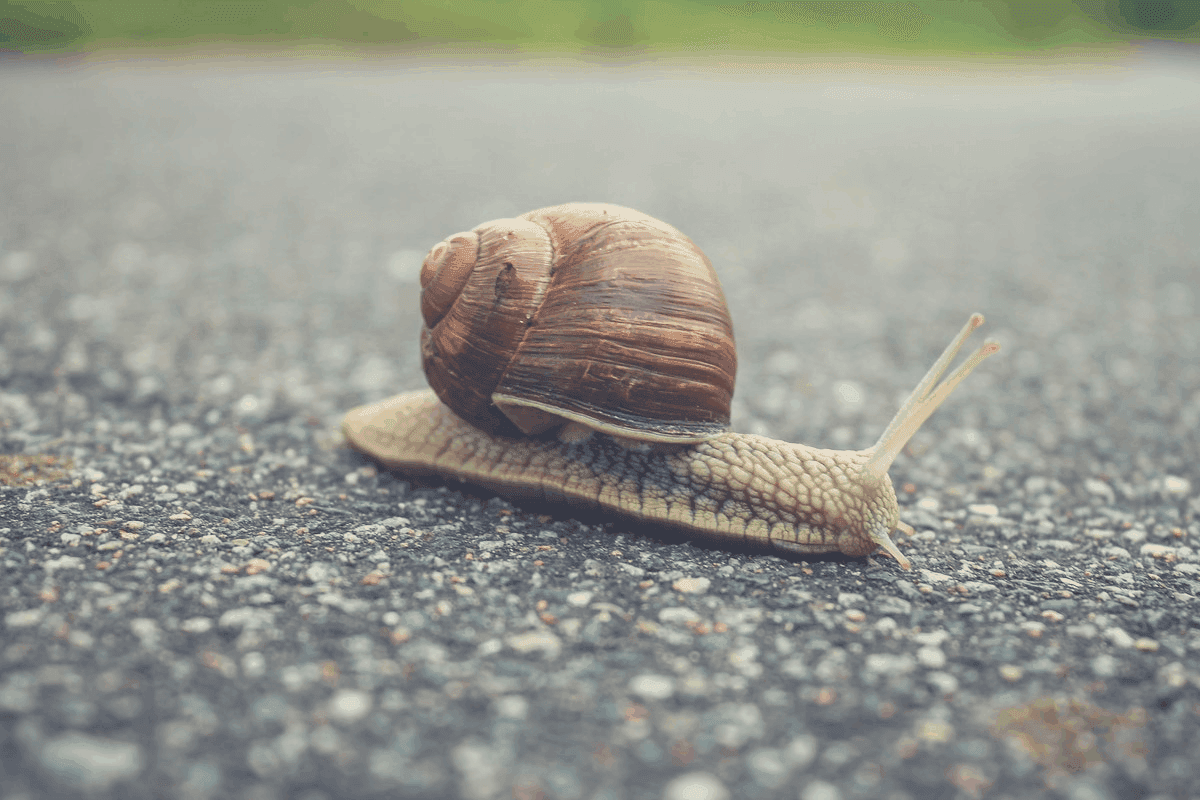 Is My Snail Dead Or Sleeping?