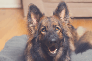 large German shepherd lying on its bed