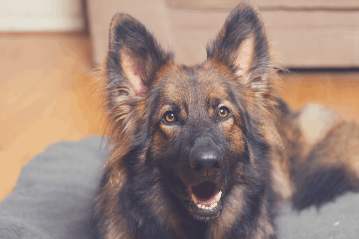 Best Dog Beds For German Shepherds Guide]