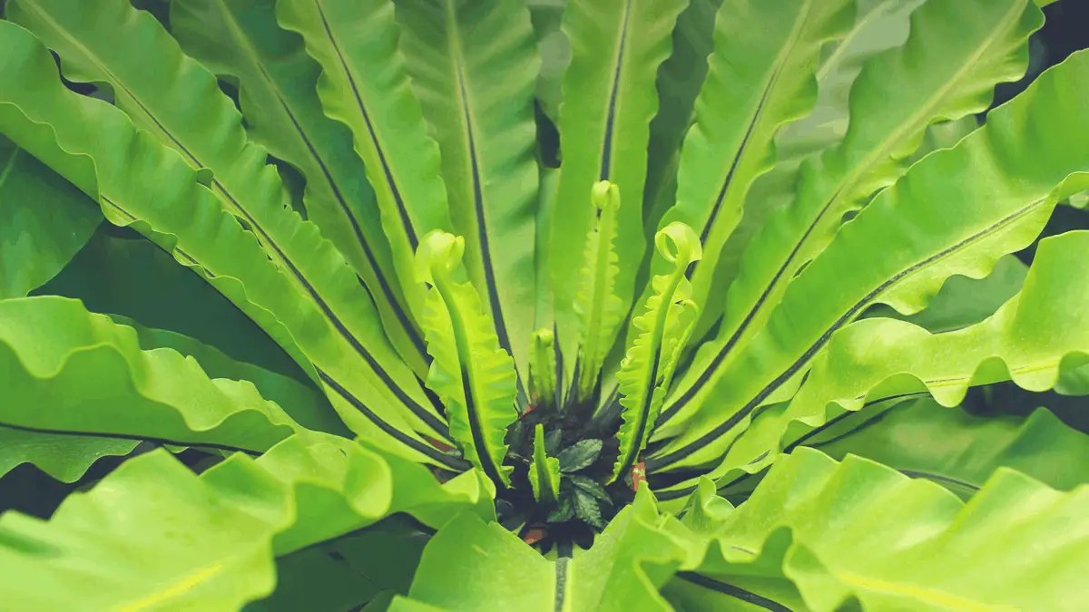 picture of a bird's nest fern