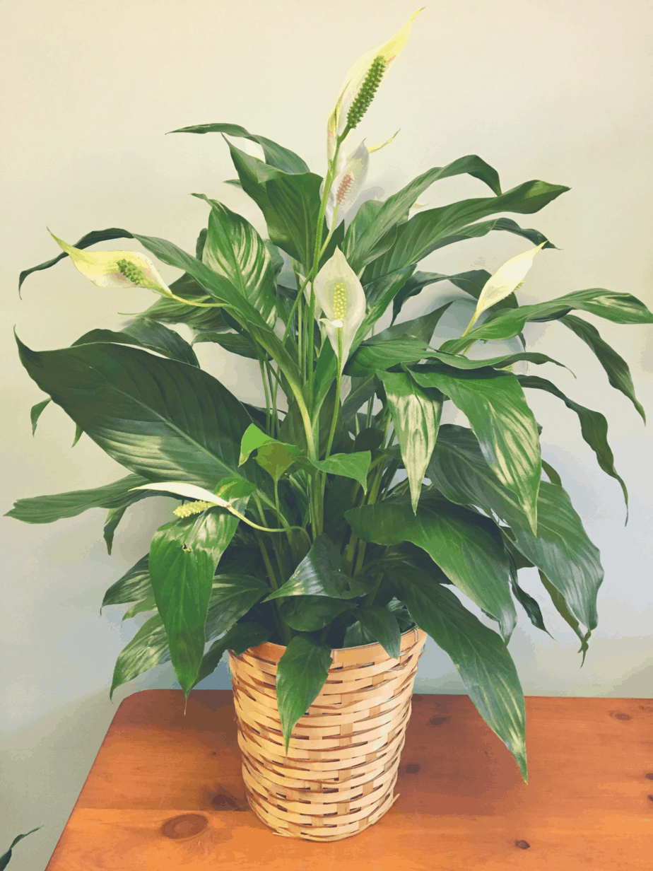 indoor pot of the peace lily plant