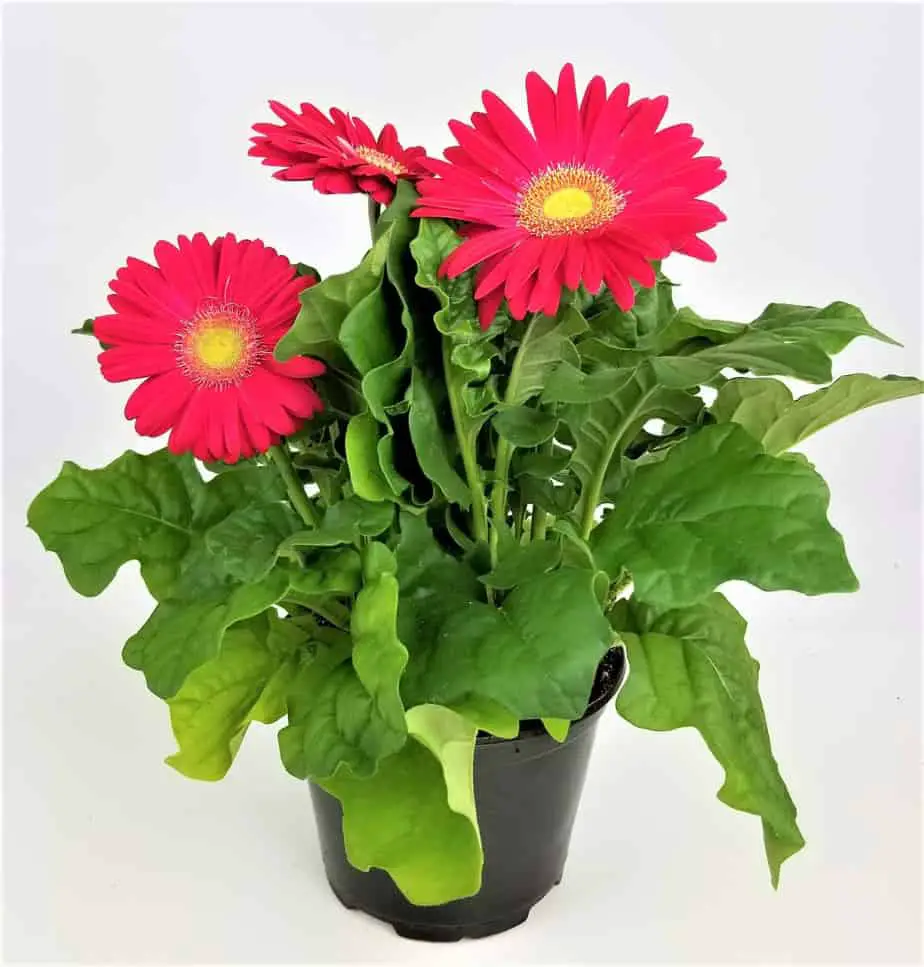 colorful Gerbera Daisy plant