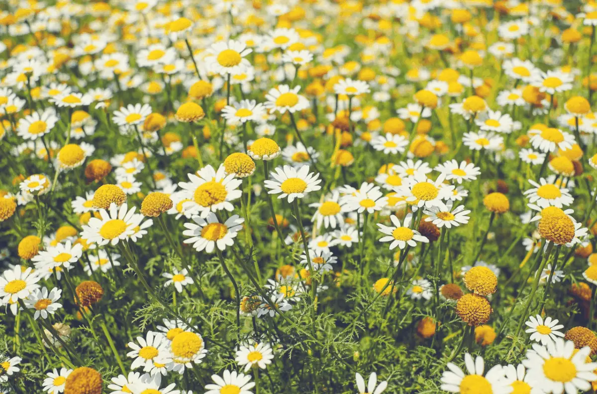 bright Chamomile outdoors