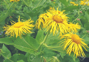 bright looking Elecampane