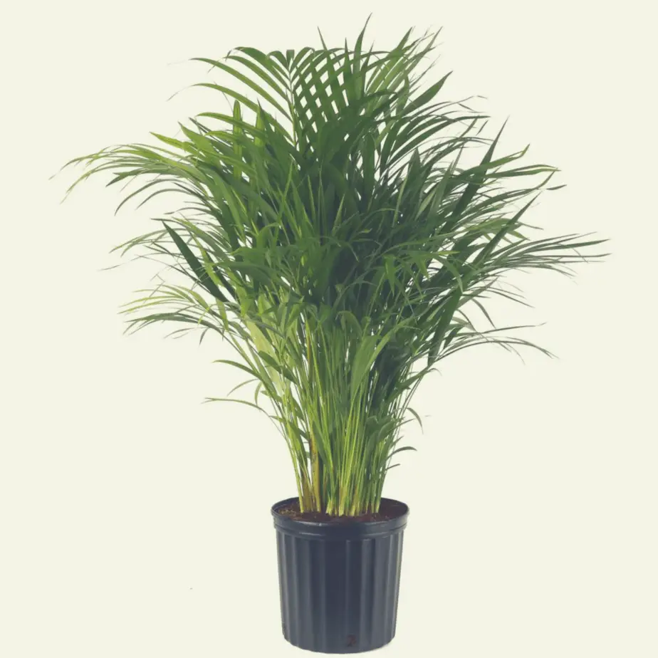 Areca palm plant in a black pot indoors