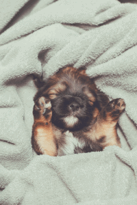 puppy wrapped with a blanket
