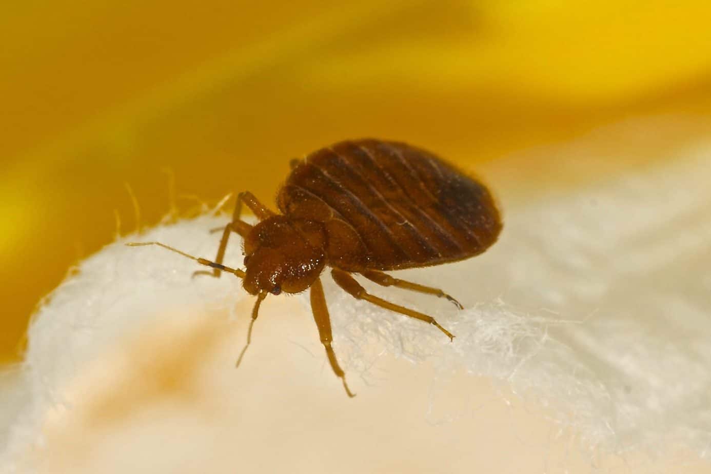 do bed bugs get in food