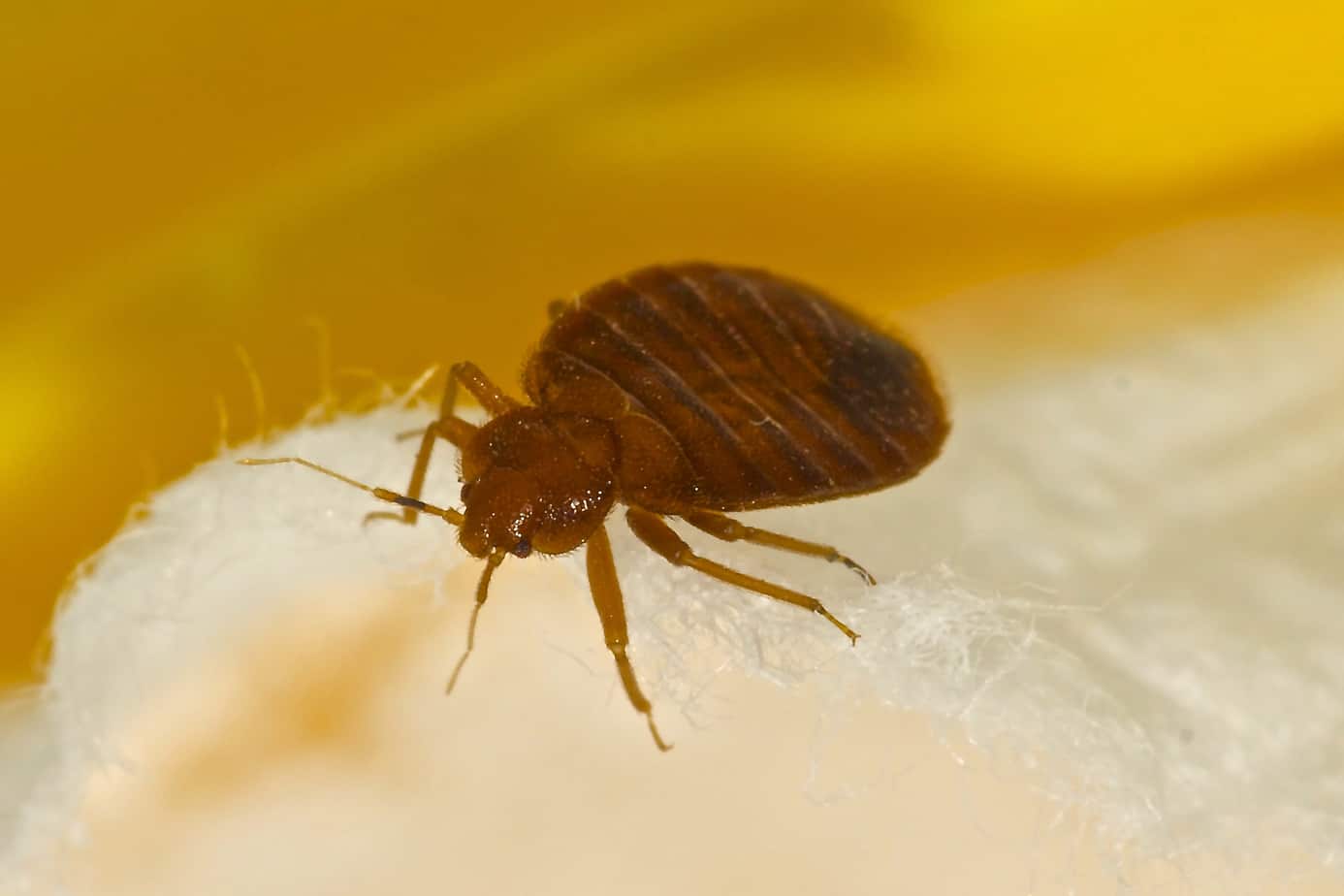 Can Bedbugs Get In An Air Mattress Can Bedbugs Get In An Air Mattress