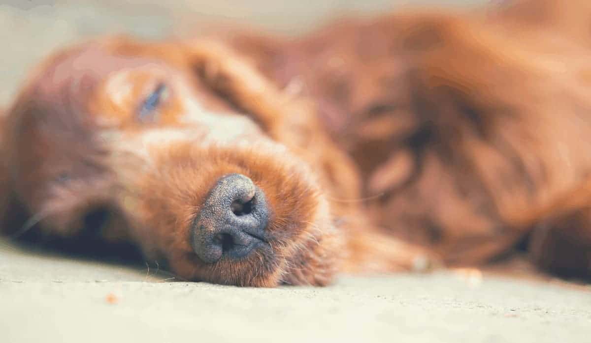 How To Euthanize A Dog With Sleeping Pills: The Complete Guide