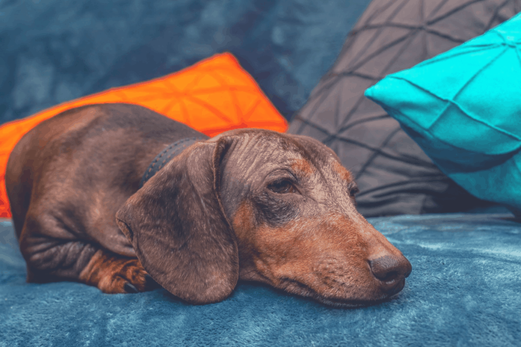 Why Do Dachshunds Sleep So Much?