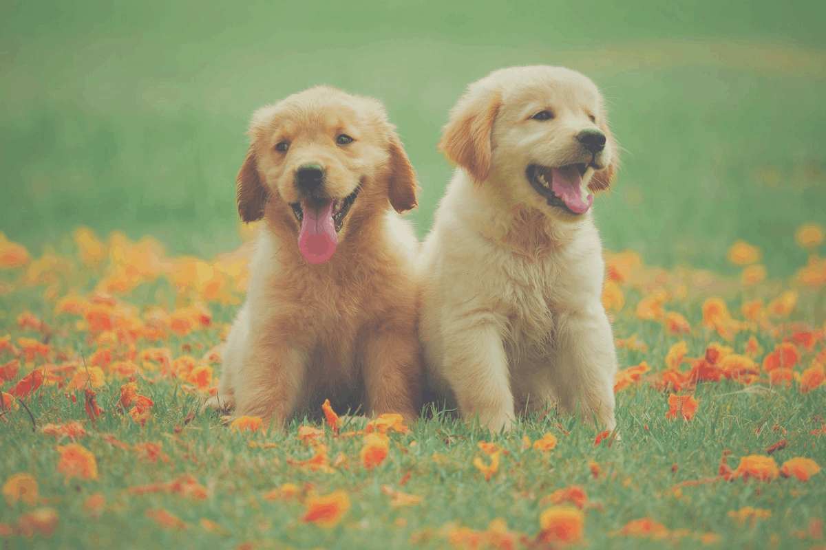 dog outside socialization