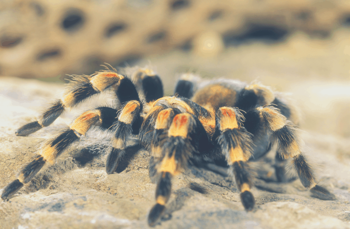 23 Easy Ways To Keep Spiders Away While Sleeping