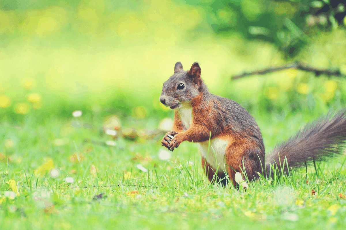 When Do Squirrels Sleep? The Ultimate Guide